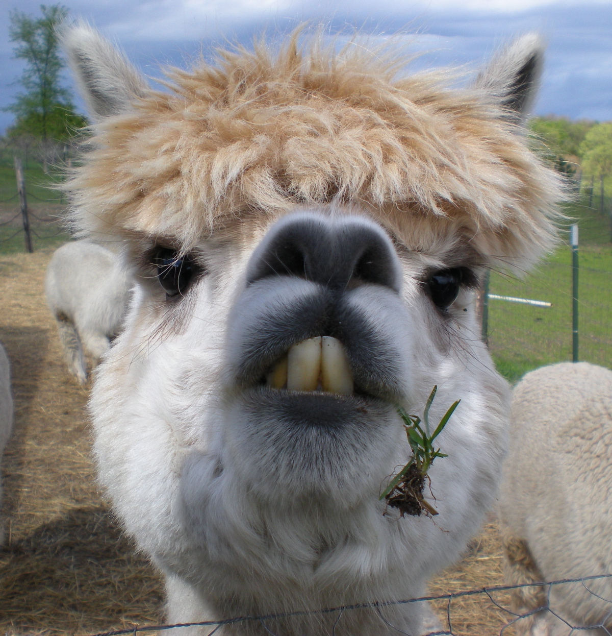 File:Close up of an Alpaca's face  - Wikipedia