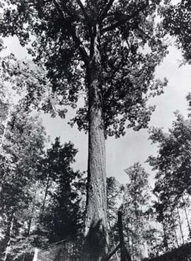 <span class="mw-page-title-main">Mingo Oak</span> White oak (Quercus alba) in West Virginia, U.S.