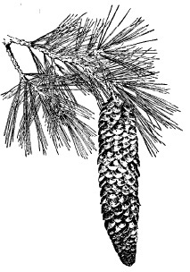 Pinus lambertiana (sugar-pine) by Eytel, from J. Smeaton Chase, Cone-bearing Trees of the California Mountains, 1911 Sugar-pine, by Eytel.jpg