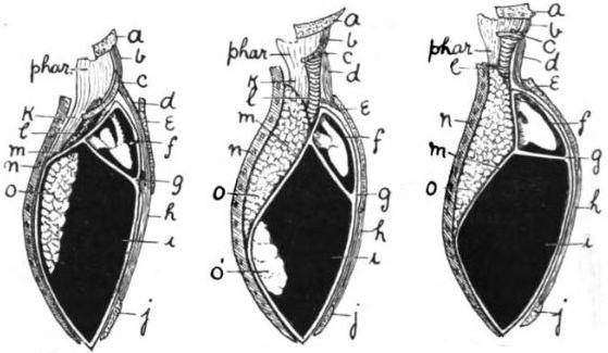 File:Diaphragm Arthur Keith 1.jpg