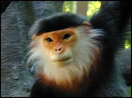 File:Langur1.jpg