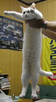 Longcat_is_loooooooooong.jpg