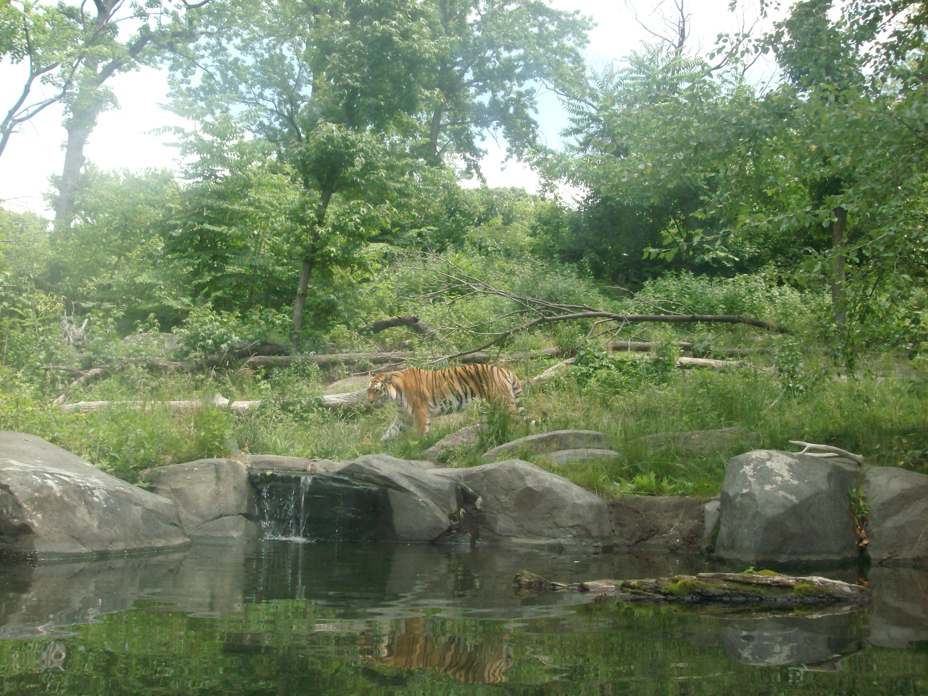 bronx zoo tiger mountain