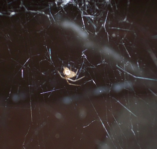 File:Common house spider and web.JPG - Wikipedia