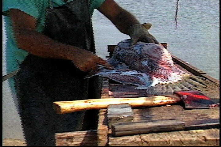 File:Filleting an alligator gar.jpg