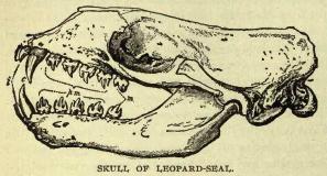 The skull of the leopard seal