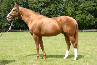 <span class="mw-page-title-main">Selkirk (horse)</span> American-bred Thoroughbred racehorse