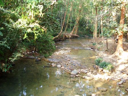 File:Stream @ foot of gunung belumut.jpg