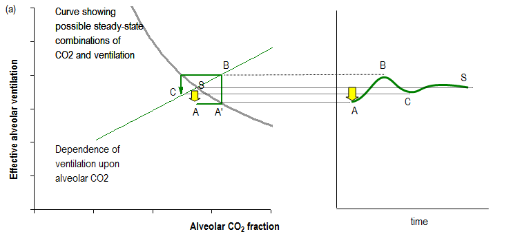 Cheyne–Stokes Respiration