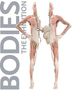 Anatomy Show - Bodies: The Exhibition - Wikipedia