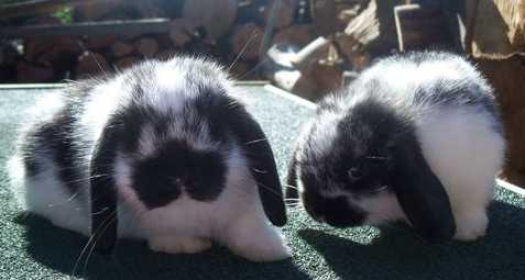 Black and discount white holland lop