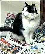 <span class="mw-page-title-main">Humphrey (cat)</span> Chief Mouser to the Cabinet Office