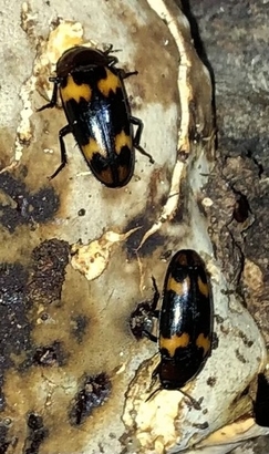 Megalodacne grandipennis feeding on fungi.jpg