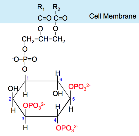 File:Molecular Structure of Phosphoinositol 3,4,5-Trisphosphate.png