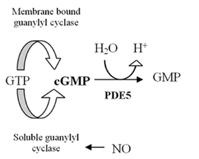 Figure 1: Effect of PDE5 enzyme Pde5 dd fig1.jpg