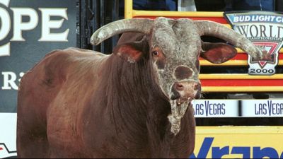 File:Red Wolf bucking bull.jpg