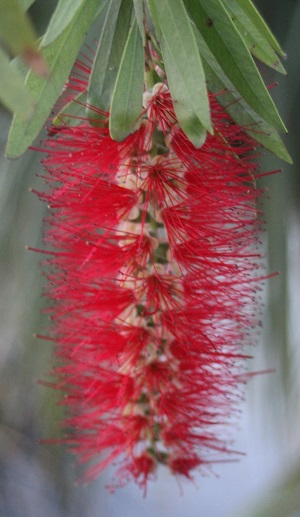 File:DFO bottlebrush bloom 01.jpg