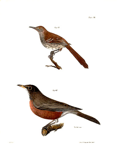 File:HillThrasherAmRobin.jpg