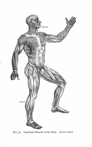 File:Anatomyfrombook.jpg