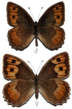 <i>Pseudochazara orestes</i> Species of butterfly