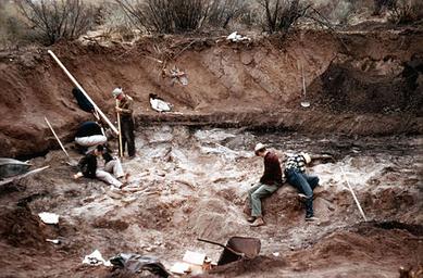 Excavations at the Lehner site, 1955, with the bone bed well exposed Lehner bone-bed,1955.jpg