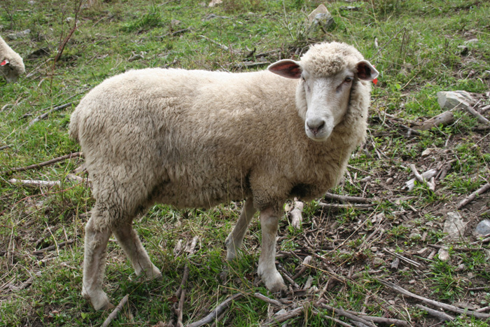 File:Sheepinthepasture.jpg