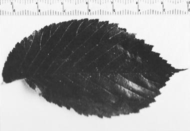 File:Ulmus 'Wentworthii' leaf (Wilkinson).jpg