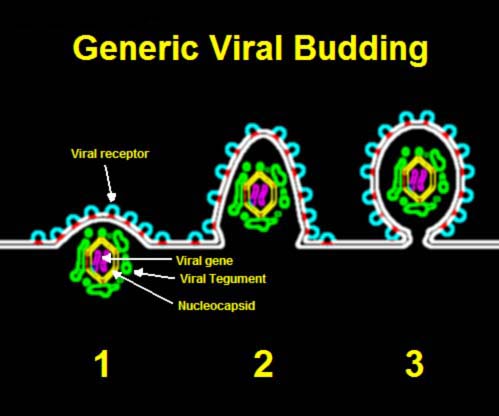 File:Budding of generic virus, pictorial represent.jpg