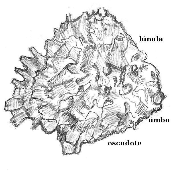 File:Chama lamelosa ext.png