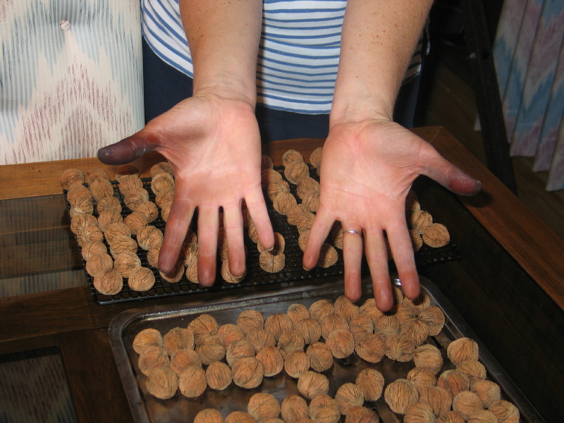 File:Hands after hulling 500 black walnuts.jpg