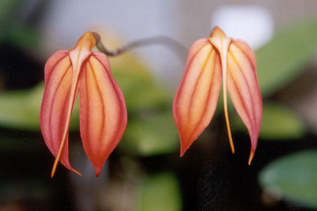 File:Masdevallia-ignea.jpg