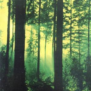 <i>Forests of Witchery</i> Album by Thy Serpent