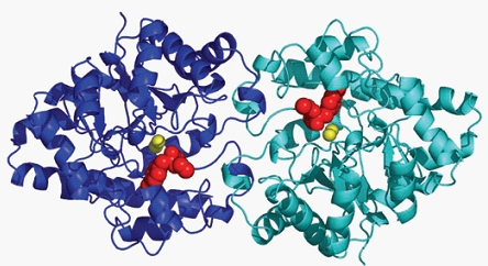 File:Structure of organophosphorus hydrolase.jpg