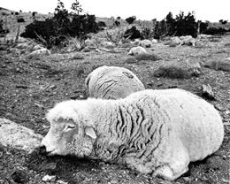 Dead sheep owned by Ray Peck in Skull Valley, 1968 A0112shee.jpg