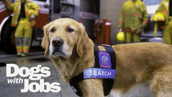 File:Dogs with Jobs title card.jpg