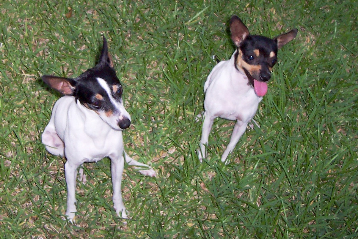 small fox terrier