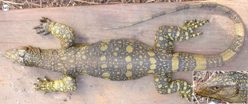 File:Varanus bitatawa.jpg