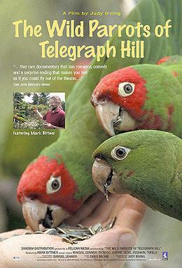 File:WildParrots.jpg