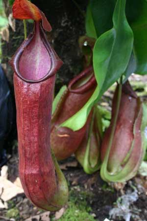 File:Nepenthes adrianii2.jpg