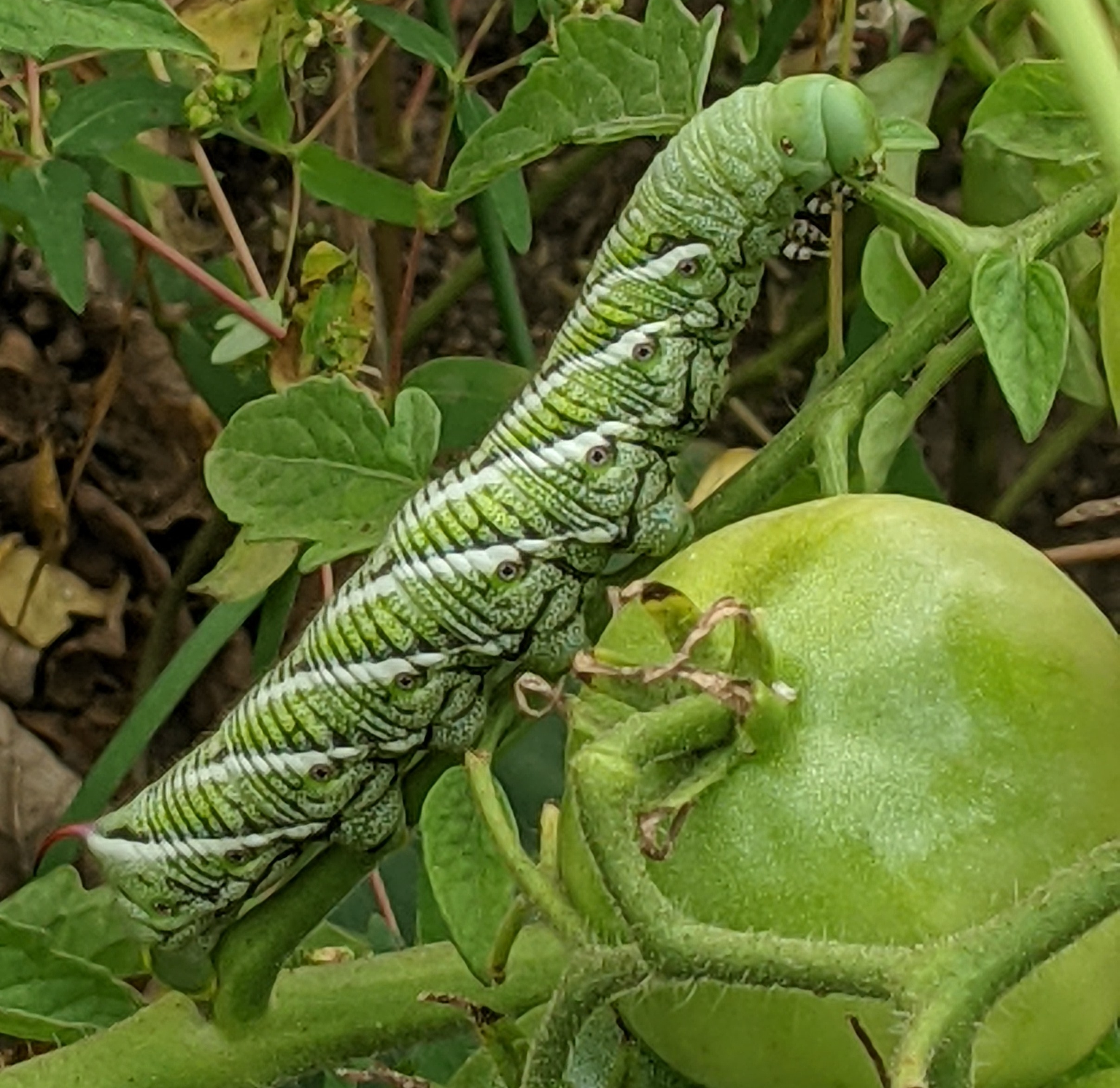 Tomatoes have a kind of nervous system that warns about attacks