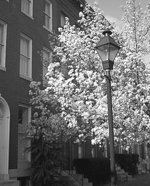 File:Union Square Rowhouses.jpg