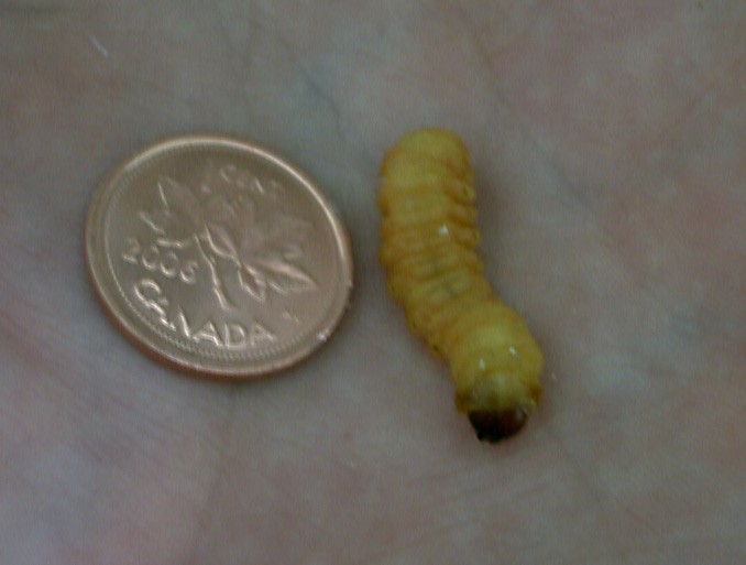 Butterworm - Wikipedia
