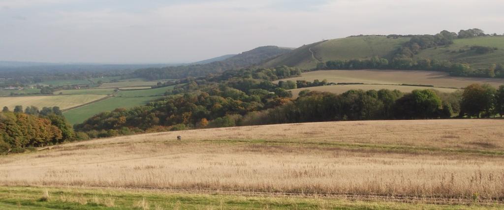 Typical topography (Treyford Hill): steep wooded northern slope (left), gently sloping southern slope of pasture and woodland.