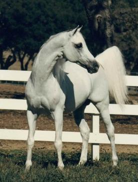 <span class="mw-page-title-main">Bandos (horse)</span> Arabian stallion