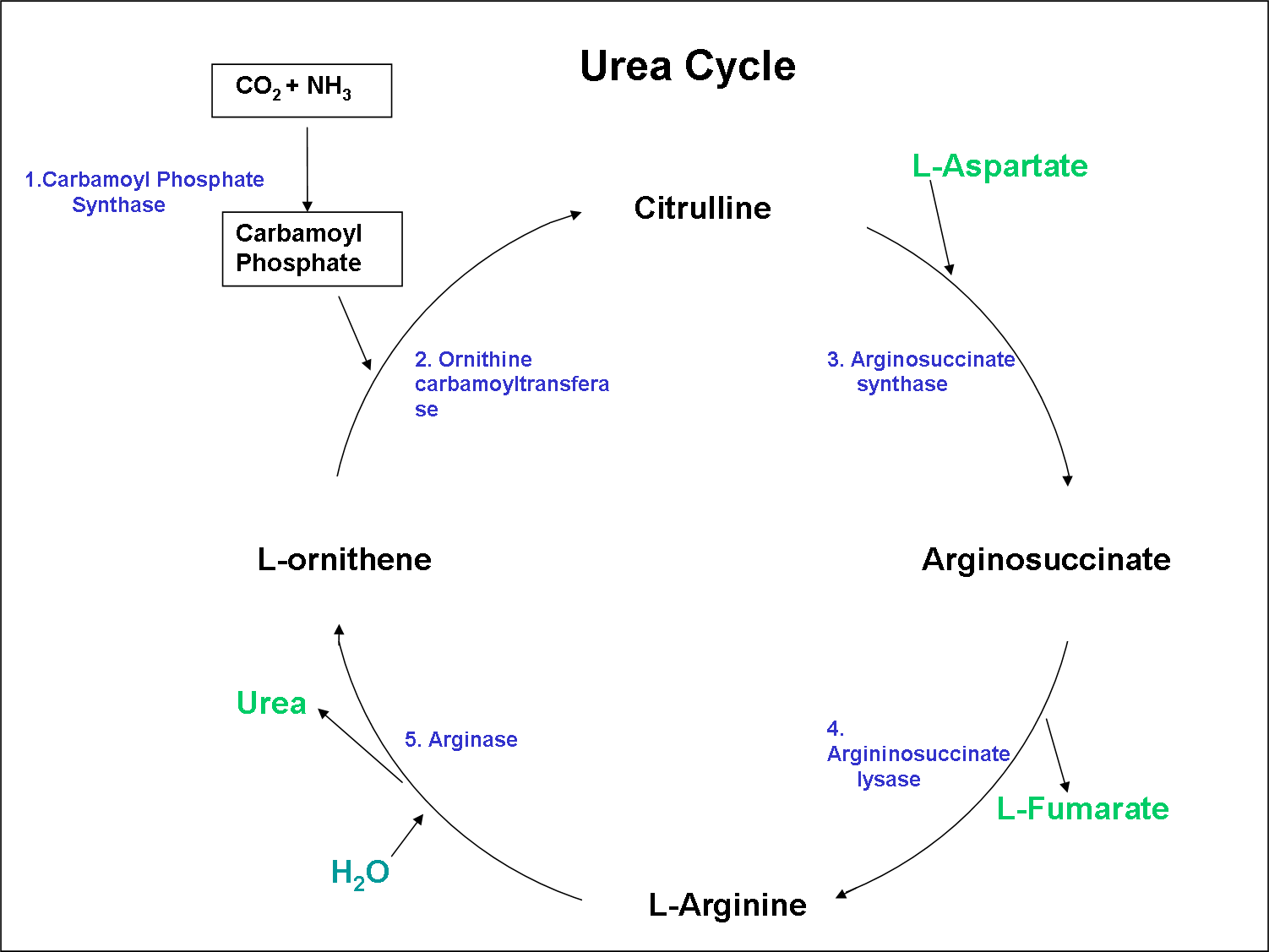 1 том 1 цикл 1. Ornithine Cycle. Urea Cycle. Цикл мочевины биохимия. Цикл мочевины с ферментами.