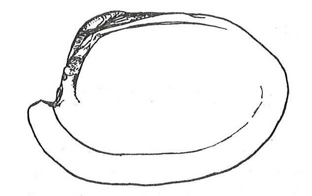 File:Zimmerman shell spoon.jpeg