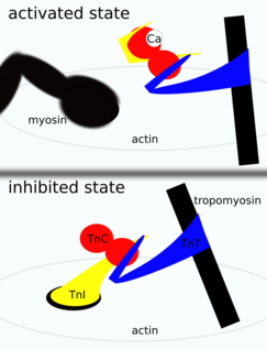 Troponin activation. Troponin C (red) binds Ca2+, which stabilizes the activated state, where troponin I (yellow) is no longer bound to actin. Troponin T (blue) anchors the complex on tropomyosin. Troponin-activation.png