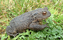 File:Common toad tcm4-111436.jpg