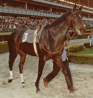 <span class="mw-page-title-main">Ruffian (horse)</span> American-bred champion Thoroughbred racehorse