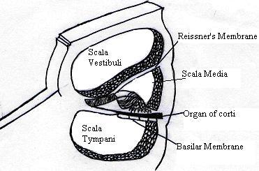 Cross-section through the cochlea, showing the different compartments (as described above) Cochlea2.JPG